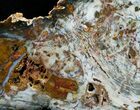 Amazing Hubbard Basin Petrified Wood Slab - x #5024-1
